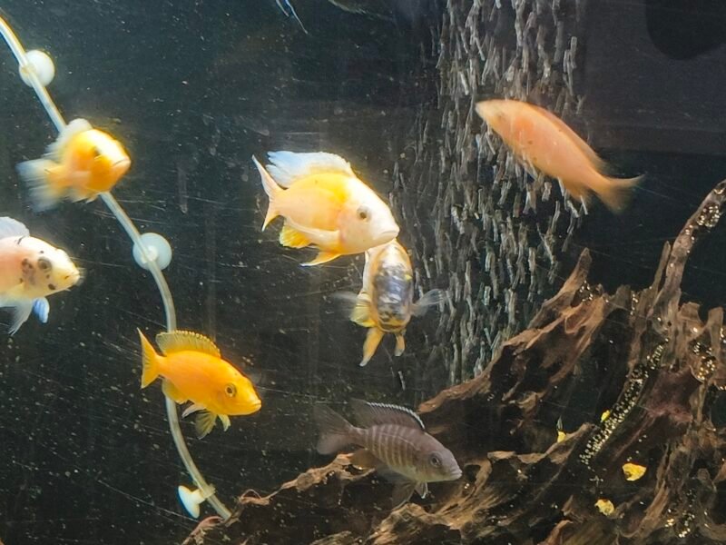Donne poisson Malawi d'aquarium