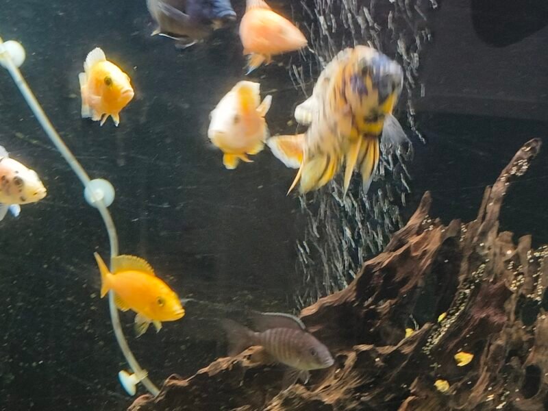 Donne poisson Malawi d'aquarium