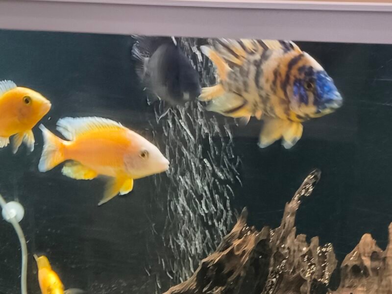 Donne poisson Malawi d'aquarium
