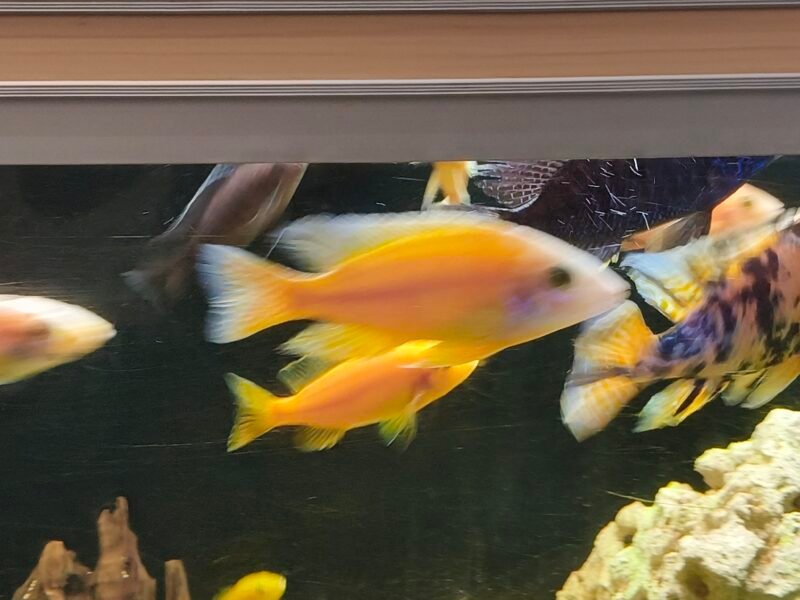 Donne poisson Malawi d'aquarium