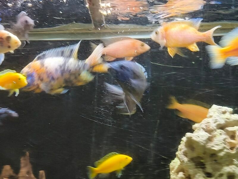 Donne poisson Malawi d'aquarium