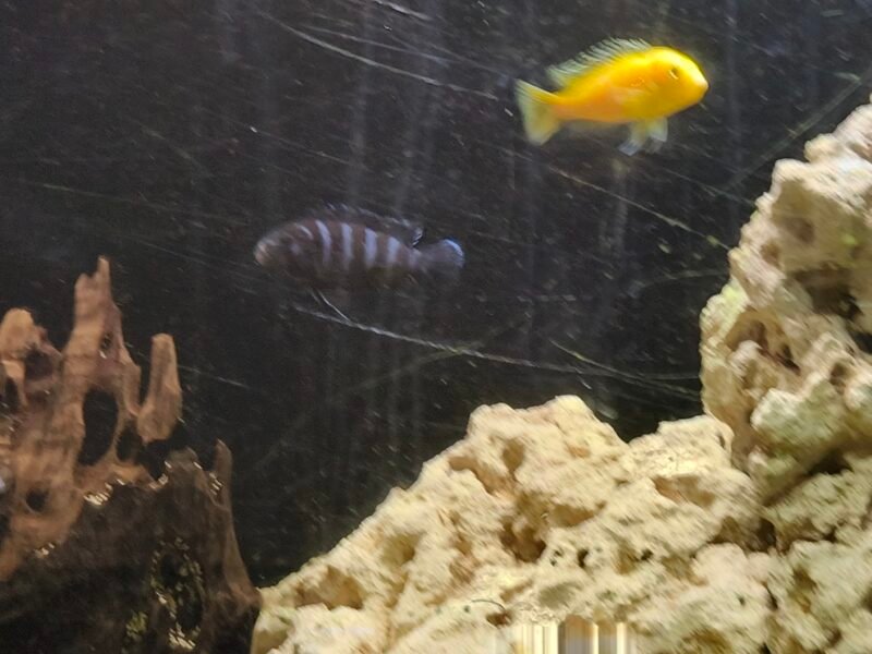 Donne poisson Malawi d'aquarium