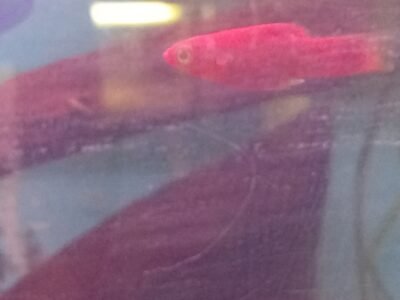 Lot de 2 platys mâles rouges