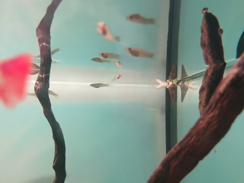 Vends juveniles mollys+guppys + mollys adultes