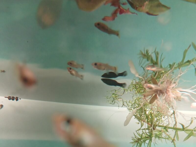 Vends juveniles mollys+guppys + mollys adultes