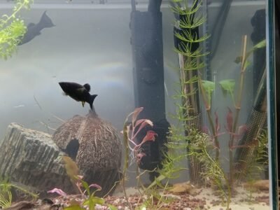 Vends juveniles mollys+guppys + mollys adultes