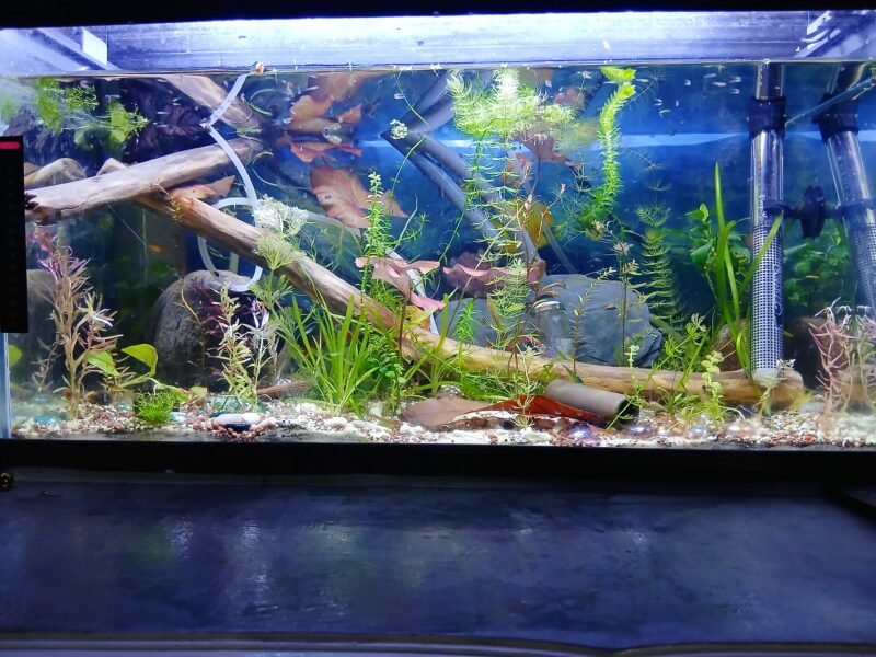 Vends juveniles mollys+guppys + mollys adultes