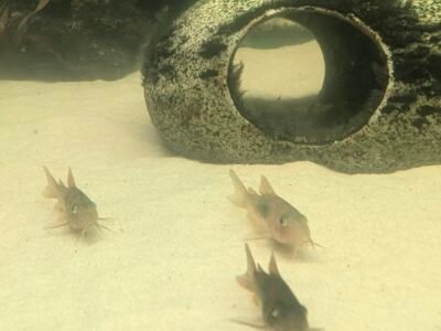 Donne jeunes Corydoras (juvéniles ~1 cm) contre bons soins