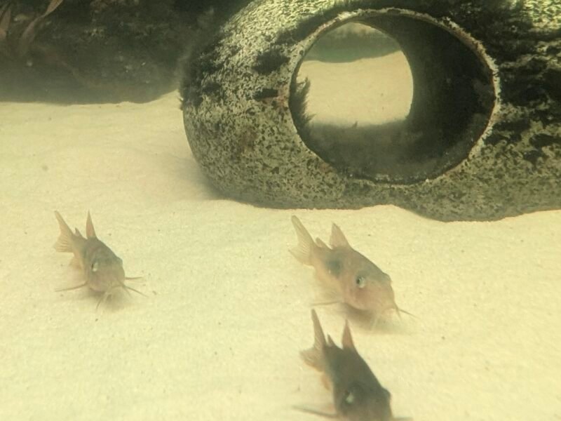 Donne jeunes Corydoras (juvéniles ~1 cm) contre bons soins