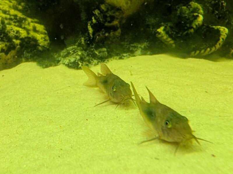Donne jeunes Corydoras (juvéniles ~1 cm) contre bons soins