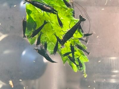 Crevettes demon OE