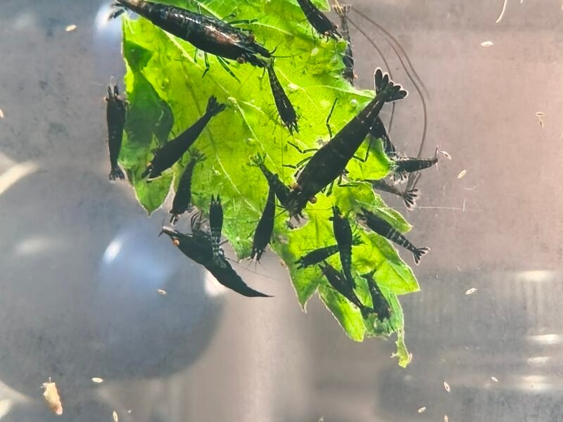 Crevettes demon OE