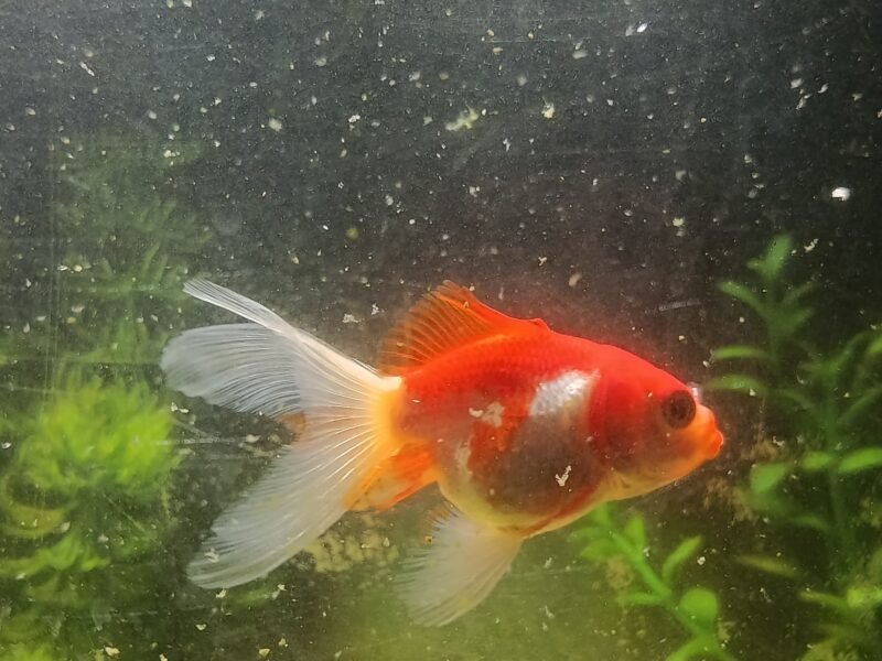 Poissons d'aquarium