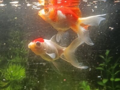 Poissons d'aquarium