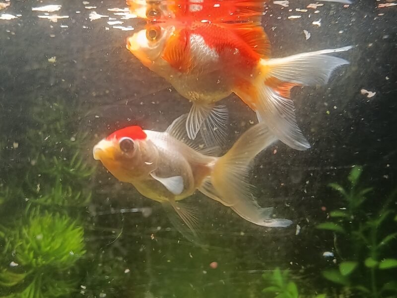 Poissons d'aquarium
