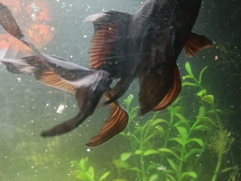 Poissons d'aquarium