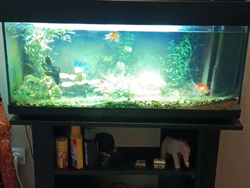 Poissons d'aquarium