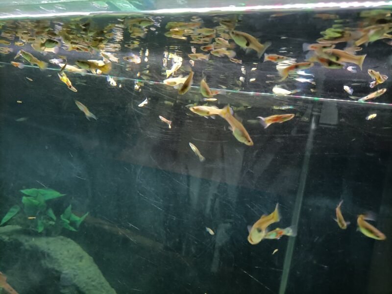 Guppys en grand nombre
