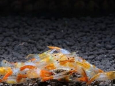 Neocaridina rili orange