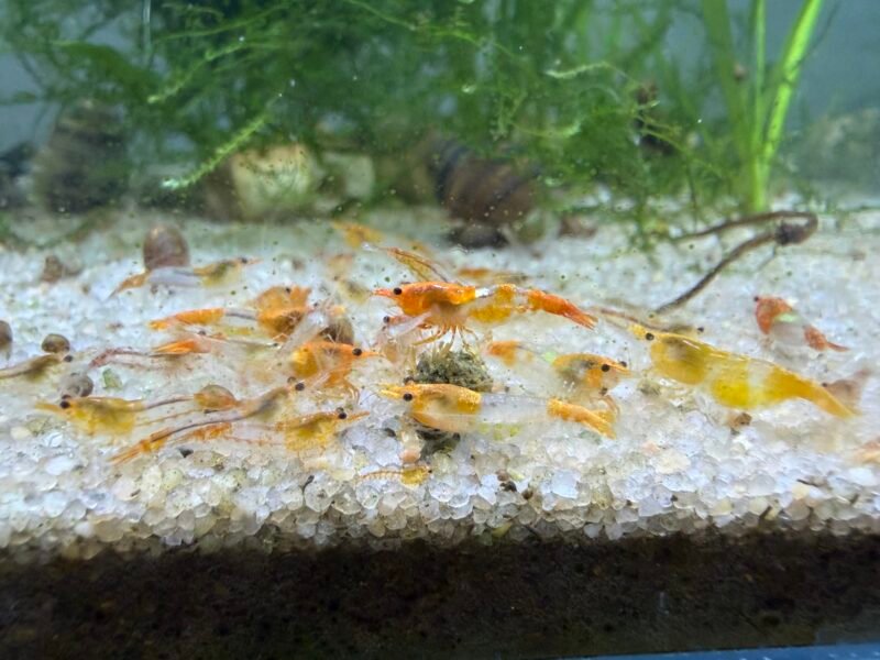 Neocaridina rili orange