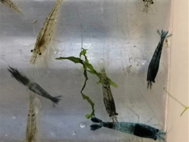 Neocaridina déclassé