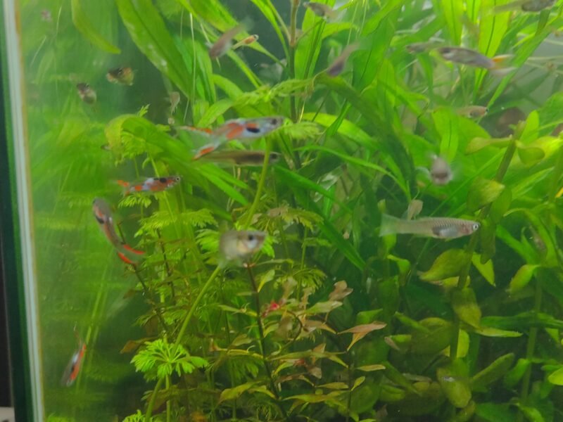 Lot de guppy endler environ 60