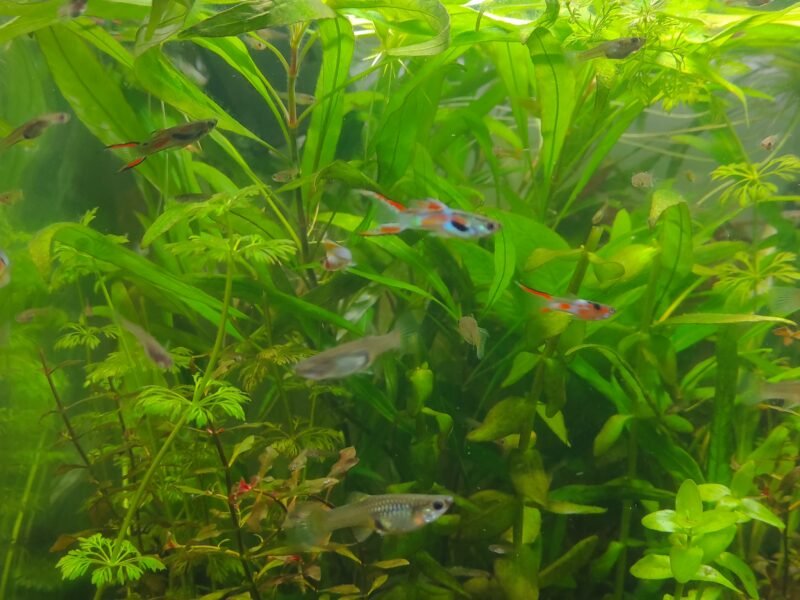 Lot de guppy endler environ 60