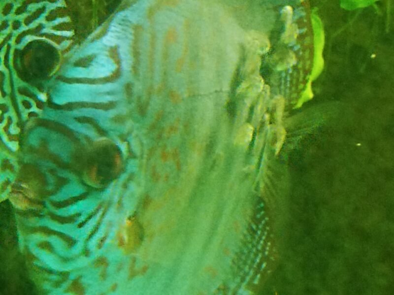 Jeune couple discus turquoise reproducteur