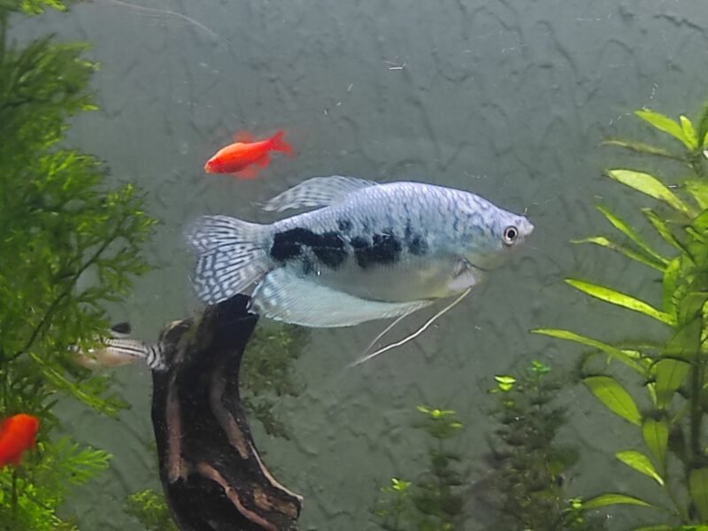 Gouramis