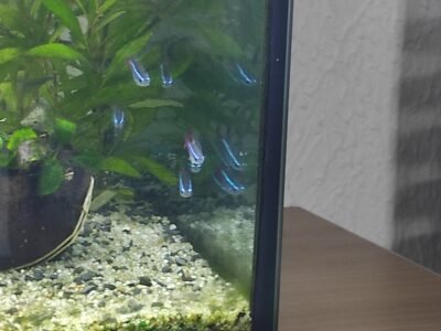 Néons bleus et noirs