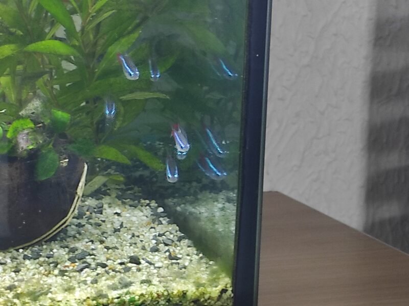 Néons bleus et noirs