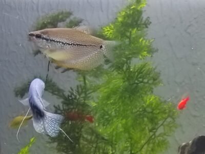 Gouramis