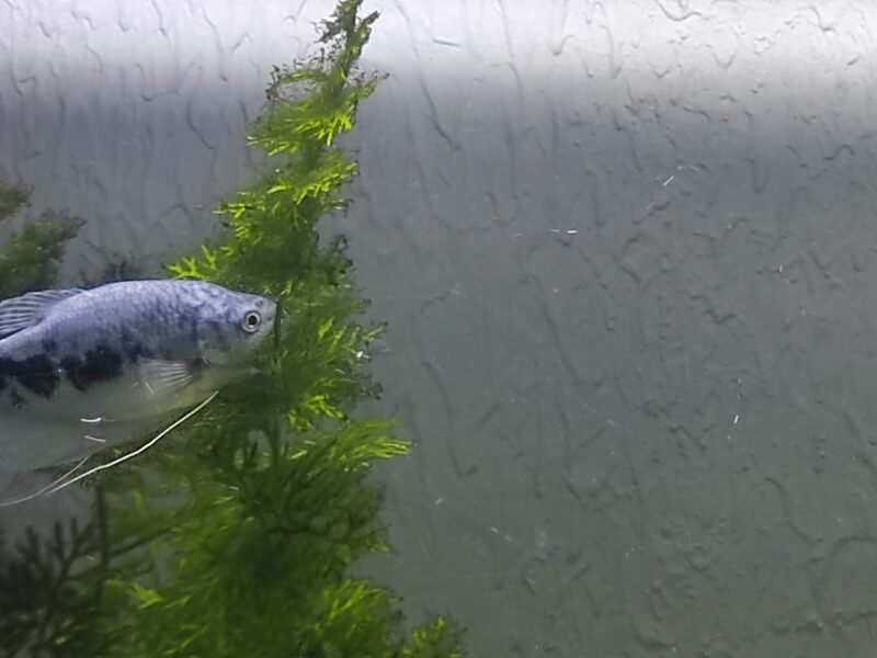 Gouramis