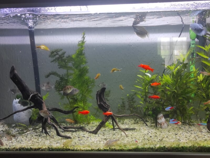 Aquarium 220litres et matériel