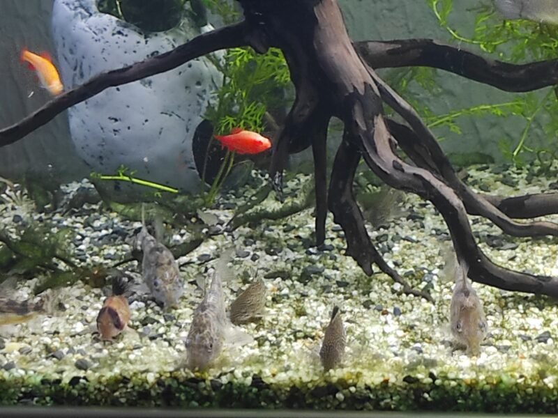 Corydoras