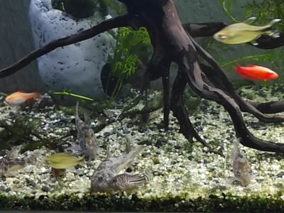 Corydoras