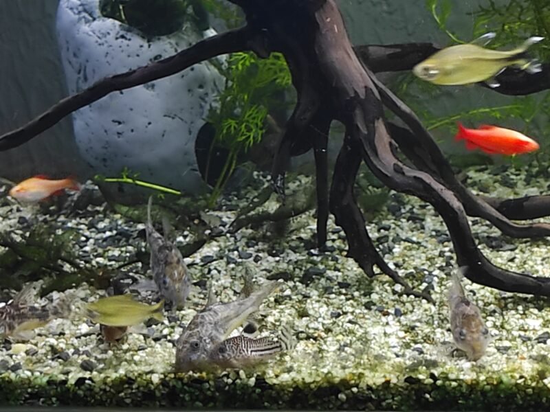 Corydoras