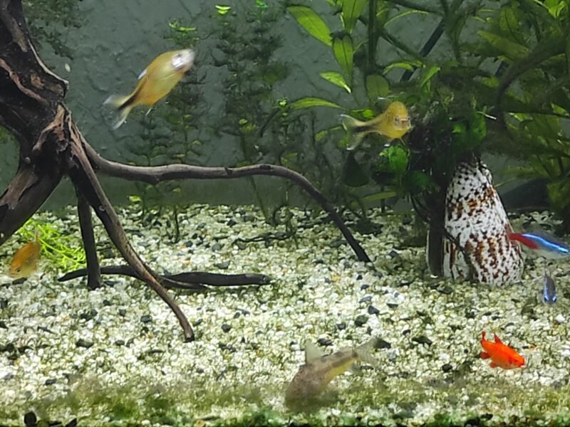 Tetras cuivrés