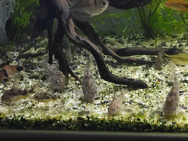 Corydoras
