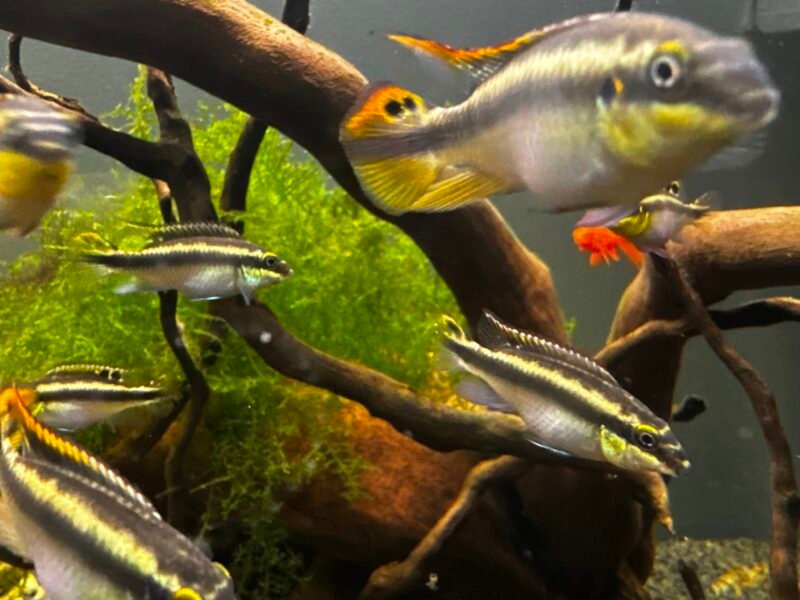 AQUARIUM DE 300 L, FULL ÉQUIPÉ AVEC CUVE, PERCÉE PLUS MEUBLES