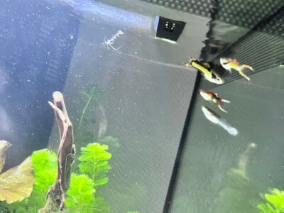 Guppy endler