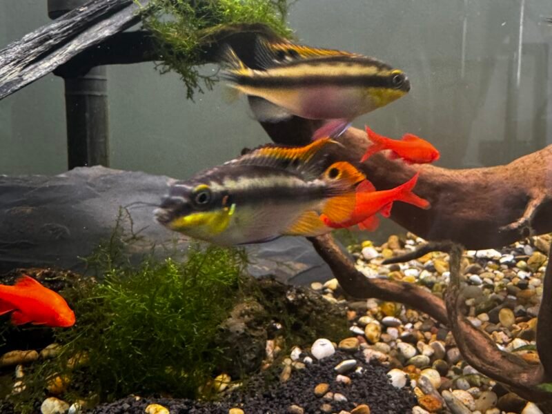 AQUARIUM DE 300 L, FULL ÉQUIPÉ AVEC CUVE, PERCÉE PLUS MEUBLES
