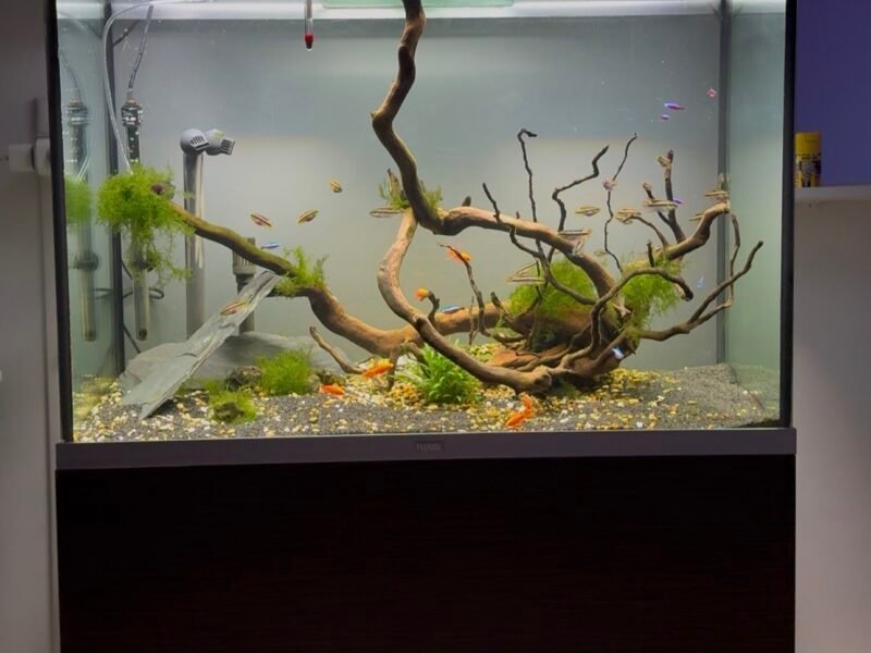 AQUARIUM DE 300 L, FULL ÉQUIPÉ AVEC CUVE, PERCÉE PLUS MEUBLES