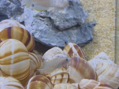Neolamprologus Multifaciatus