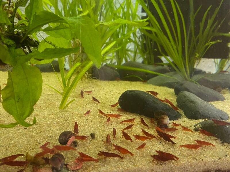Dispo de la fishroom
