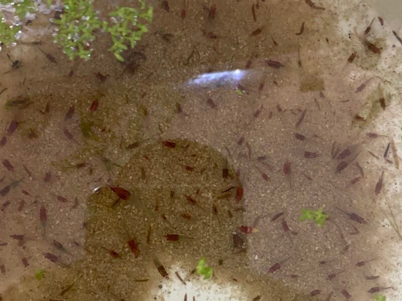 Neocaridina red cherry et rili red