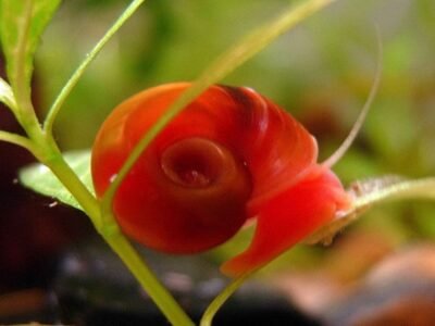 Planorbe (ramshorn)