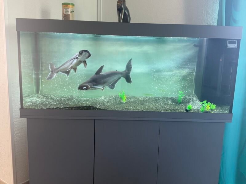 Je vends 2 poissons pangasium, âgés de 24 ans, et un aquarium JUWEL de 450 L, âgé de 2 ans, en excellent état.