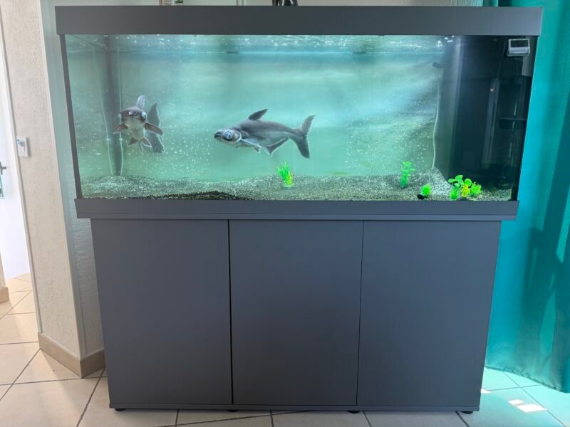 Je vends 2 poissons pangasium, âgés de 24 ans, et un aquarium JUWEL de 450 L, âgé de 2 ans, en excellent état.