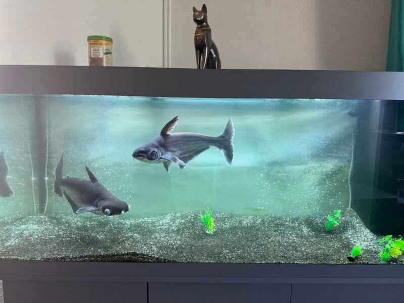 Je vends 2 poissons pangasium, âgés de 24 ans, et un aquarium JUWEL de 450 L, âgé de 2 ans, en excellent état.